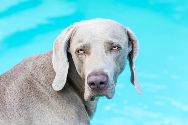 Weimaraner Garden Pool Hunting Dog Head Weimaraner Detail Dog Eyes — Stockfoto