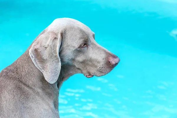 Weimaraner Garden Pool Hunting Dog Head Weimaraner Detail Dog Eyes — Stok fotoğraf