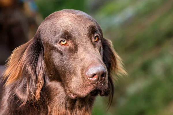 Brown Flat Coated Retriever Detail Hunting Dog Head Dog Eyes — Fotografia de Stock