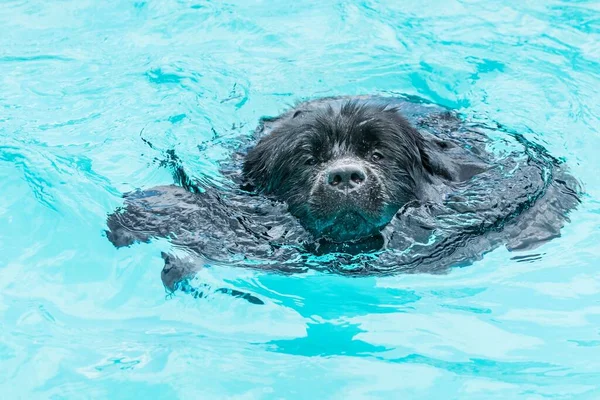Newfoundland Dog Swims Pool Close Dog Head Water Rescue Dog 免版税图库图片