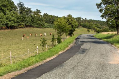 Çek Cumhuriyeti 'nde çayırdaki sığırlar. İneklerin ve boğaların üremesi. Çiftlikte yaz günü. Yeşil çayır.