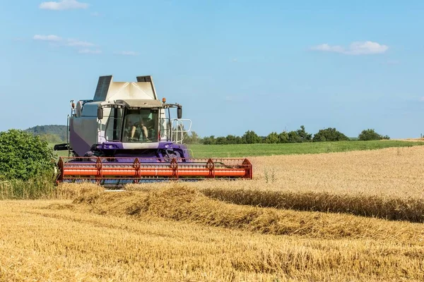 Harvesting Wheat Combine Harvester Agriculture Growing Wheat Grain Trading — Stock fotografie