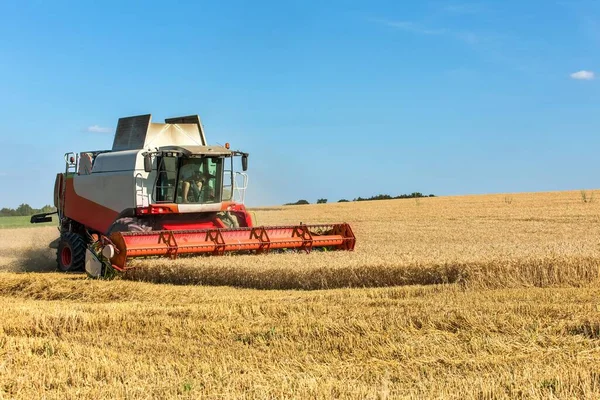 Harvesting Wheat Combine Harvester Agriculture Growing Wheat Grain Trading — Stockfoto