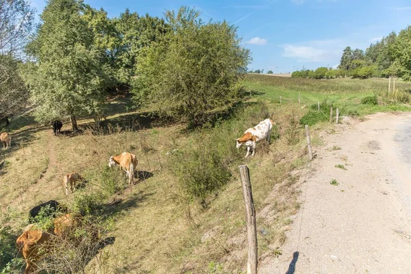 Cows by the road in the Czech countryside. Cattle breeding. Farm landscape. The end of summer. A place for vacation.