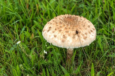 Yağmurda çayırda mantar. Macrolepiota procera, çayırda yetişen bir mantar.. 
