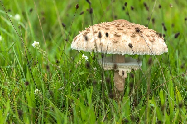 Champiñones Prado Bajo Lluvia Macrolepiota Procera Hongo Que Crece Prado — Foto de Stock