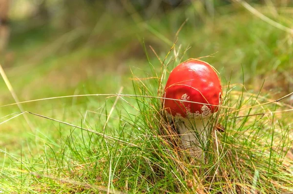 Amanita Muscaria Poisonous Mushroom Forest Czech Republic Toxic Hallucinogen Mushroom — Stock Photo, Image