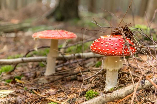 Amanita Muscaria Giftig Svamp Skog Tjeckien Giftiga Och Hallucinogena Svampar — Stockfoto