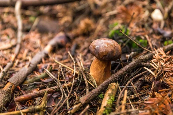 Closeup Shot Amazing Edible Mushroom Boletus Edulis Known Penny Bun — Stock Photo, Image