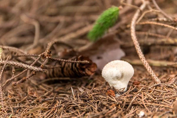 Junger Weißer Puffball Auf Dem Braunen Laub Der Waldflut Essbarer — Stockfoto