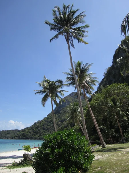 Palmiers sur la plage, Angthong Marine Park — Photo