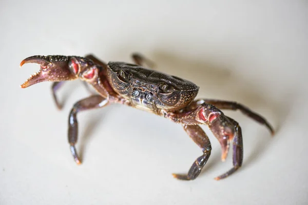 Roche Fraîche Crabe Griffe Sauvage Crabe Eau Douce Crabe Forestier — Photo
