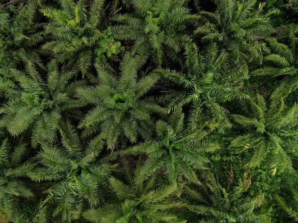 Αεροφωτογραφία Του Φοίνικα Πράσινα Λιβάδια Φύση Γεωργικό Αγρόκτημα Φόντο Πάνω — Φωτογραφία Αρχείου