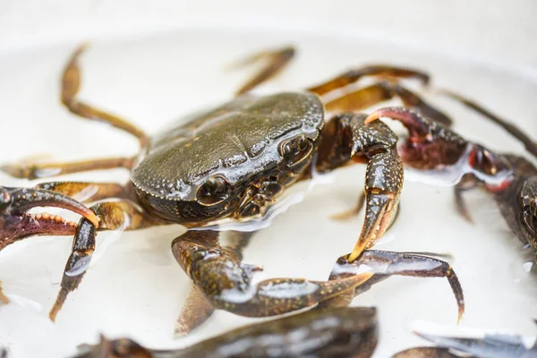 Fresh crab rock, wild freshwater crab on water, forest crab or stone crab river