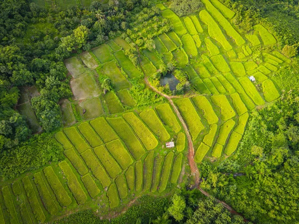 Террасы Рисовое Поле Верхний Вид Рисового Поля Сверху Сельскохозяйственными Участками — стоковое фото
