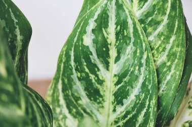 Dieffenbachia çiçeği. Bahçedeki yeşil ve beyaz yaprak bitkisi. Saksıdaki süs bitkileri, benekli yapraklar.