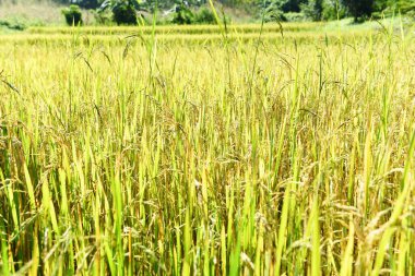 Paddy pirinç tarlası, tarım alanındaki pirinç pantolon ağacını kapat. 