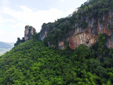 Dağdaki yamaçtaki bambu ormanında yeşil ağaç, doğa kayası ormanda çok güzel.