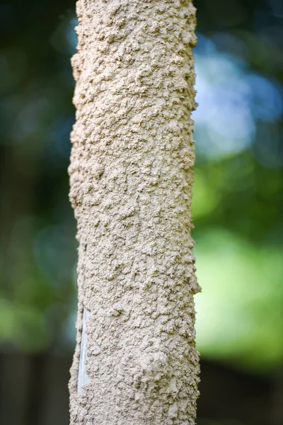 Nid Termite Mât Arbre Bois Termite Sur Nature — Photo