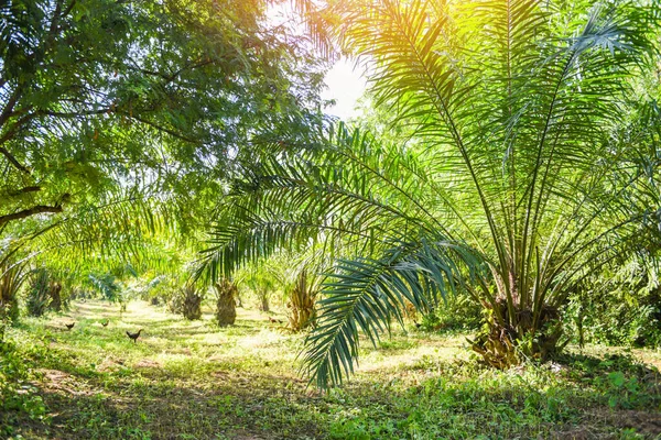 パームプランテーション 緑の作物のパーム油 熱帯植物のヤシの木のフィールド自然農業混合農業新しい — ストック写真