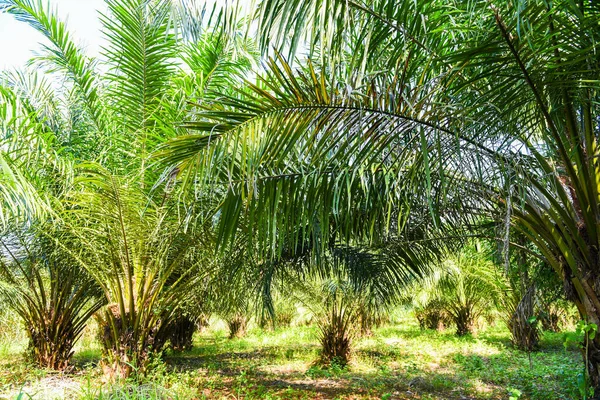 Palmiye ekimi, yeşil yapraklı palmiye yağı, tropik palmiye ağacı tarlaları doğa tarım çiftliği. 