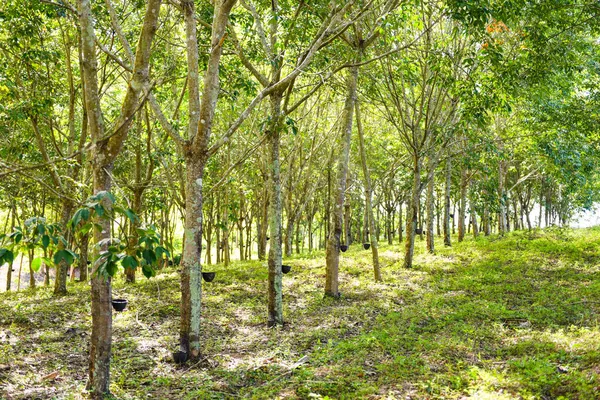 タイの庭で天然ラテックスの木のためのゴム植林地 — ストック写真