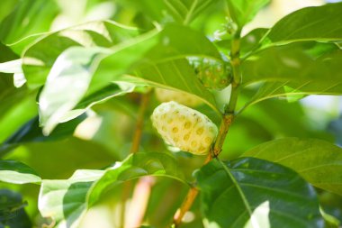 Noni meyveli bitkisel ilaçlar, ağaçta taze noni diğer adları Harika Morinda, Plaj dutu