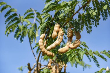 Demirhindi ağacı, ağaçta yetişmiş demirhindi meyvesi ve yaz arkaplanı yaprakları, Tamarind çiftliği tarım çiftliği, tropik bahçe.