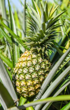 Ağaçta ananas meyvesi, ananas çiftliği tarımda yetişen tropikal meyve.