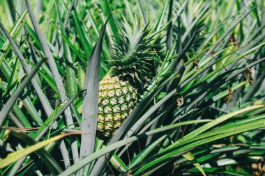 Ağaçta ananas meyvesi, ananas çiftliği tarımda yetişen tropikal meyve.