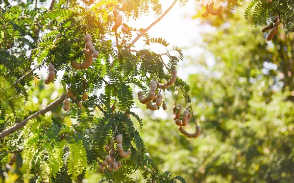 Árbol Tamarindo Fruta Madura Tamarindo Árbol Con Hojas Fondo Verano —  Fotos de Stock