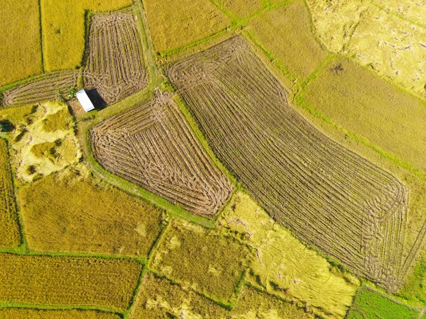 Widok Góry Zbiorów Ryżu Pola Góry Upraw Rolnych Żółty Gotowy — Zdjęcie stockowe