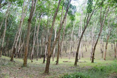Tayland bahçesindeki doğal lateks ağacı için kauçuk ağaç tarımına sahip lastik tarlalar.