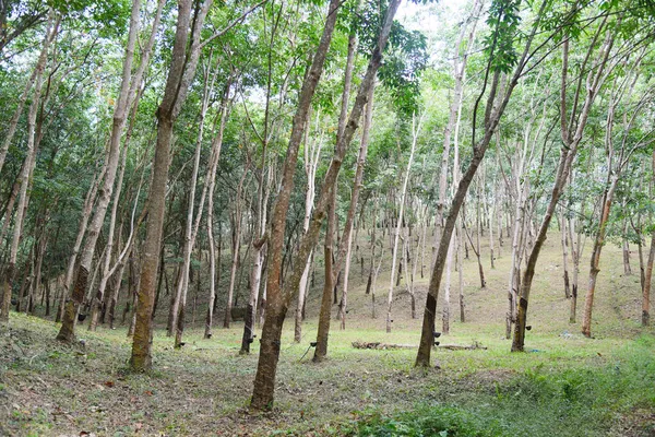 Perkebunan Karet Dengan Perkebunan Karet Asia Untuk Pohon Lateks Alami — Stok Foto
