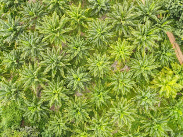 Bovenaanzicht Palmbladeren Van Boven Gewassen Groen Bird Eye View Tropische — Stockfoto