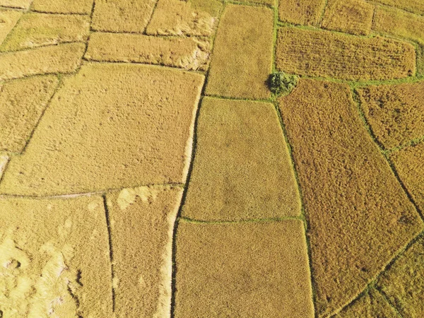 上部表示収穫する準備ができて黄色の農業作物と上から収穫稲のフィールドを表示するには 水田面積フィールドの空中ビュー自然農業農場 鳥の目のファームを表示します — ストック写真