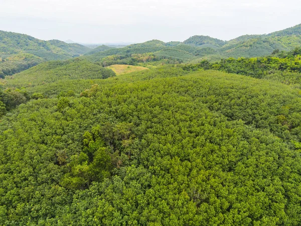 Luftaufnahme Wald Baum Gummibaum Blätter Umwelt Wald Natur Hintergrund Grün — Stockfoto