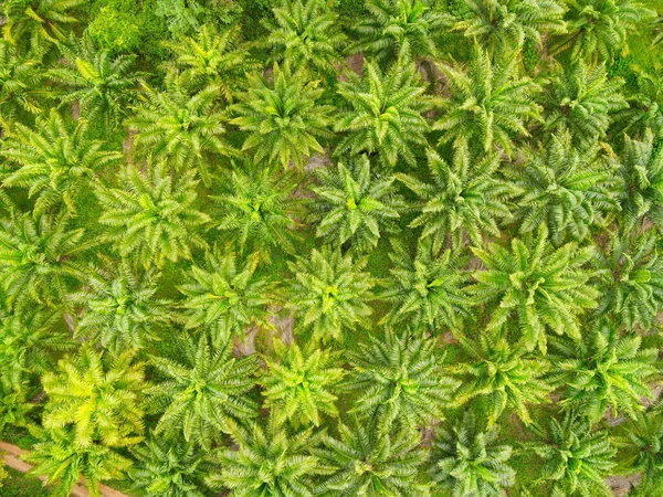 Aerial View Palm Tree Green Fields Nature Agricultural Farm Background — Stock Photo, Image