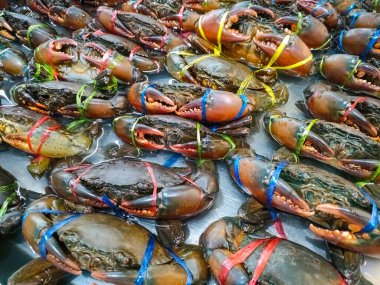 Raw crab on ice, fresh seafood crab for cooked food at restaurant or seafood market, mud crab