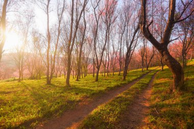 Wild Himalayan Cherry Blossom, beautiful pink sakura flower at winter landscape tree view with sunset and road in the rural