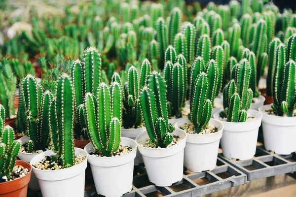 Cactus Pot Natural Cactus Farm Nursery Plant Garden Little Fresh — Photo