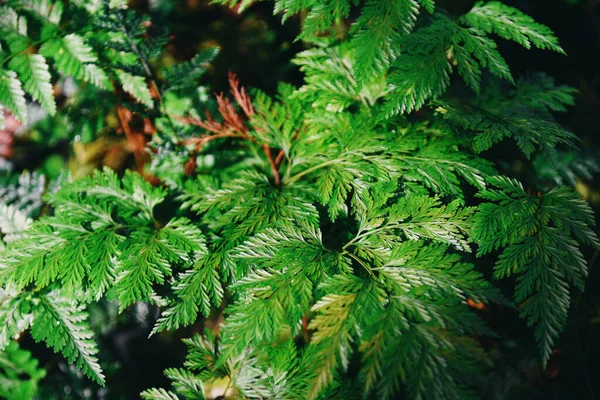 Natural Fern Leaf Beautiful Background Made Young Green Fern Leaves — Photo
