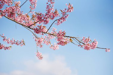 Ağaçtaki vahşi Himalaya kiraz çiçeği, mavi gökyüzü olan kış manzarası ağacındaki güzel pembe sakura çiçeği