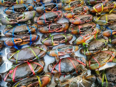 Raw crab on ice, fresh seafood crab for cooked food at restaurant or seafood market, mud crab