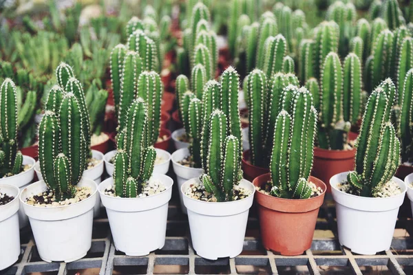 Cactus Pot Natural Cactus Farm Nursery Plant Garden Little Fresh — Stockfoto