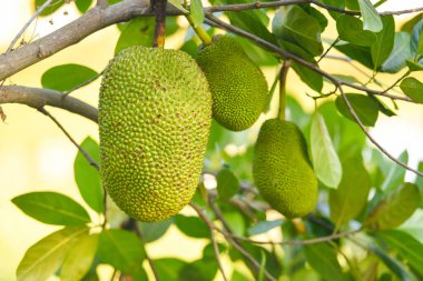 Jackfruit 'deki meyveler doğa yaprağının arka planında tropikal meyveler 