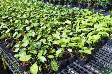 Bahçedeki otların içindeki renkli yapraklar yaprak bitkilerinin kraliçesi benekli yapraklar yeniden otlatma tesisi, Caladium bicolor yaprak bitkisi. 
