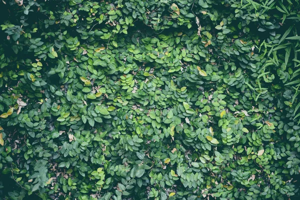 Natuurlijke Groene Plant Muur Kleine Blad Groene Bladeren Textuur Achtergrond — Stockfoto