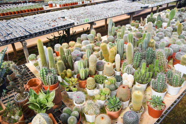 Kleiner Frischer Kaktus Der Blumentopf Drinnen Wächst Kakteentopf Naturbelassenen Kakteengarten — Stockfoto