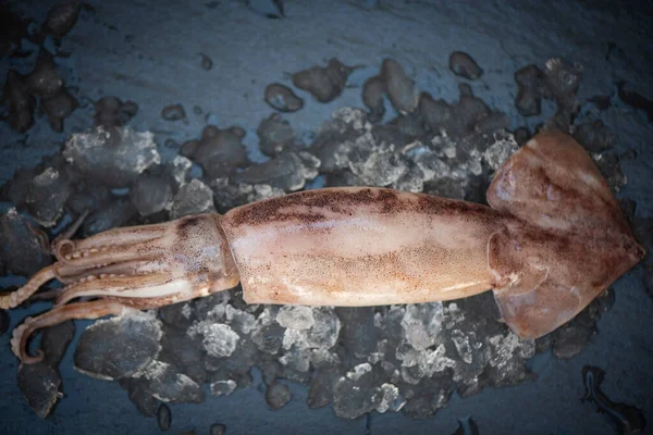 食肆或海鲜市场的生乌贼 在深色底盘的冰面上 新鲜的石斑鱼或乌贼作熟食 — 图库照片